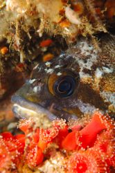 rockfish snoozing in monterey, d70 60mm by Douglas Epley 